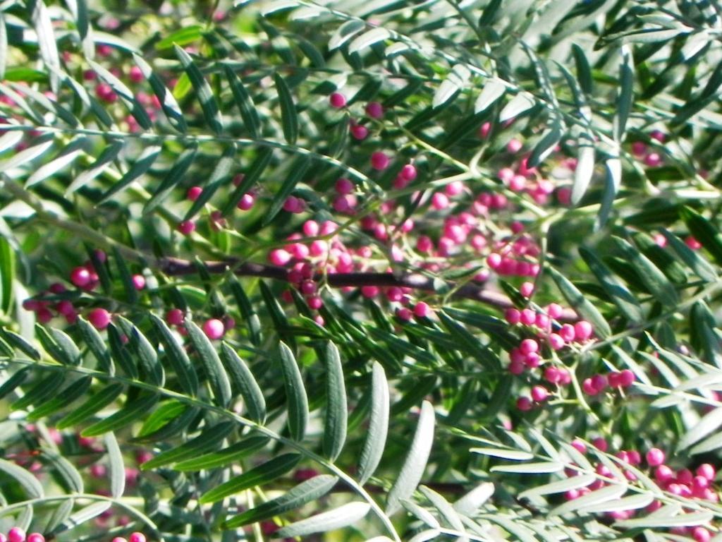 Assos Terrace Hotel מראה חיצוני תמונה
